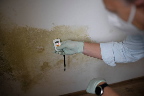 Best Fast Mold Removal  in Missouri Valley, IA