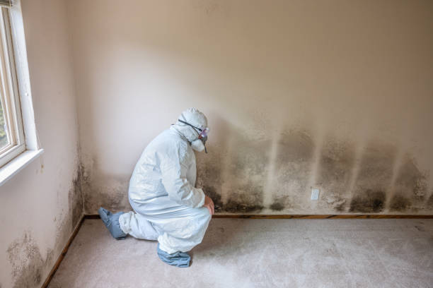 Attic Mold Removal in Missouri Valley, IA