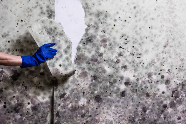 Best Mold Cleaning Services  in Missouri Valley, IA