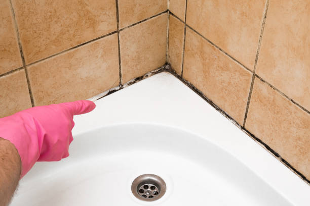 Best Mold Testing  in Missouri Valley, IA