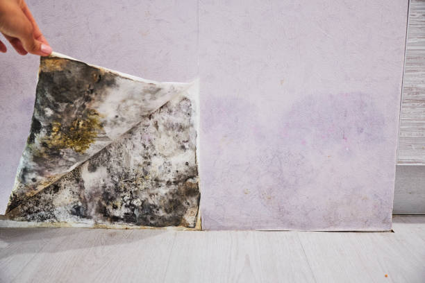 Best Affordable Mold Removal  in Missouri Valley, IA